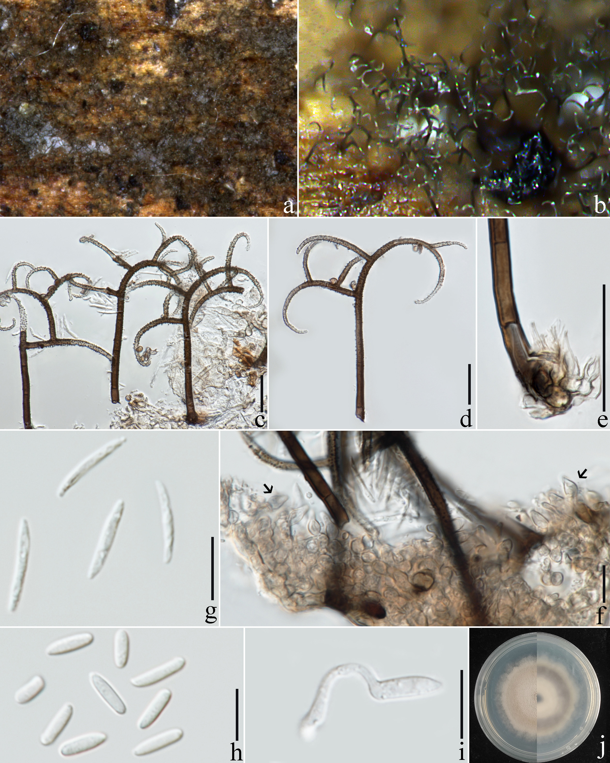 Figure 110
